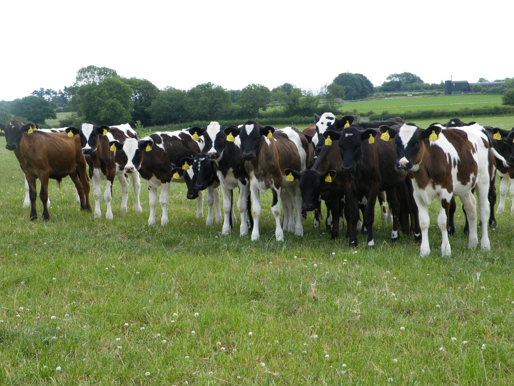 Group of heifers at grass